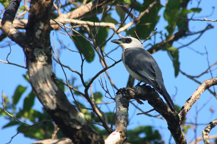 White-bellied Cuckooshrike - ML205896861