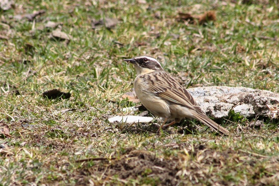 Brown Accentor - ML205897001