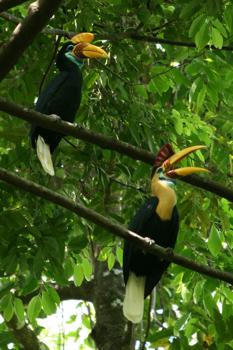 zoborožec přílbový - ML205898701