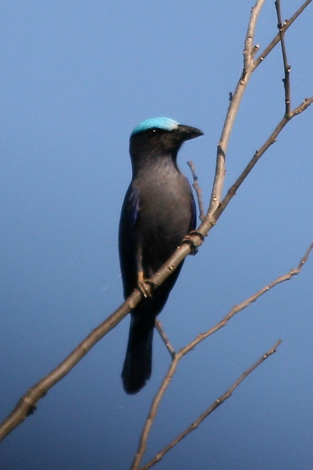 Purple-winged Roller - ML205898711