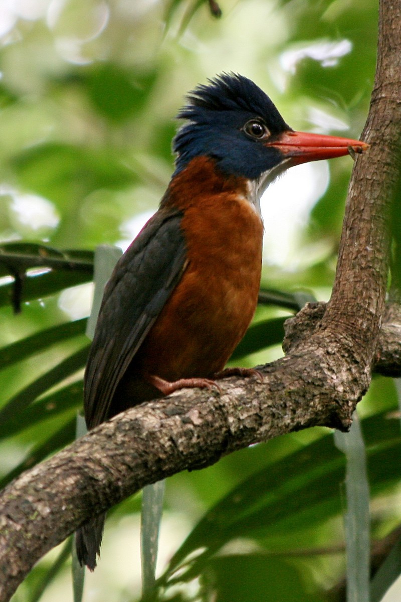 Green-backed Kingfisher (Blue-headed) - Jérôme Micheletta