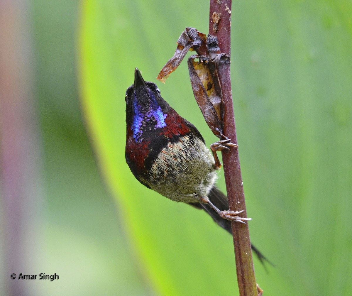 Black-throated Sunbird - Amar-Singh HSS