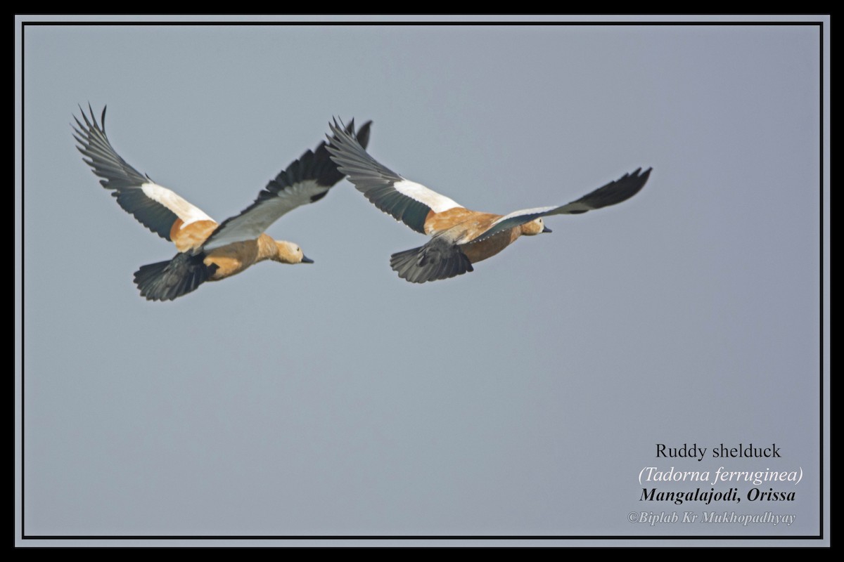 Ruddy Shelduck - Biplab kumar Mukhopadhyay