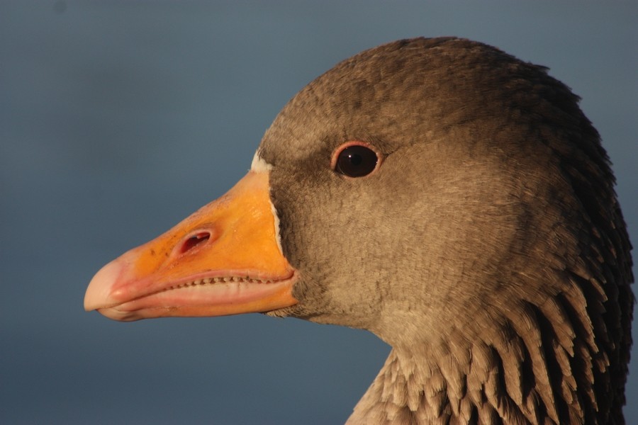 Graylag Goose (European) - Rémi Bigonneau