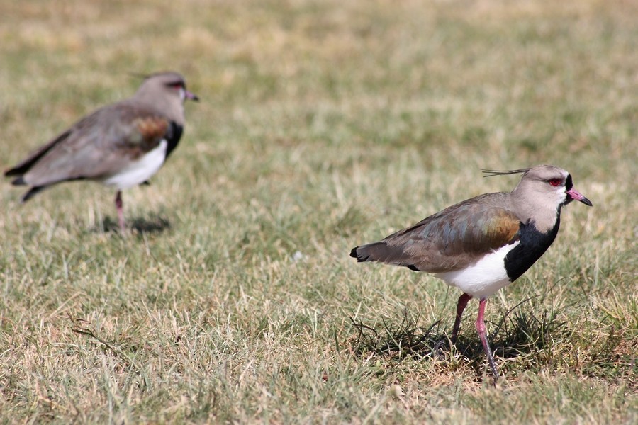 ナンベイタゲリ（lampronotus） - ML205899401