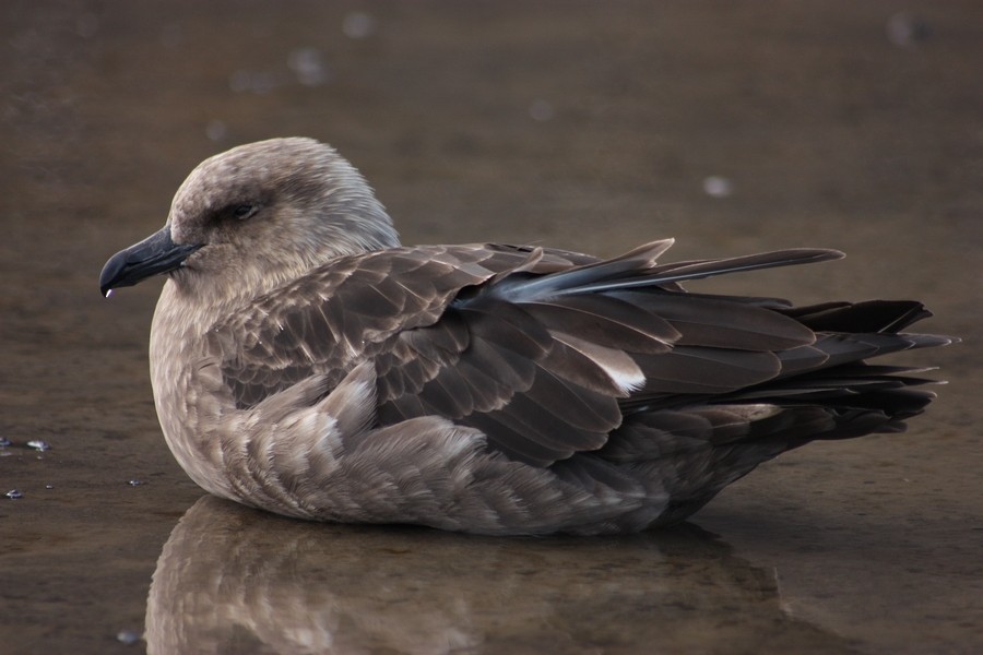 South Polar Skua - Rémi Bigonneau