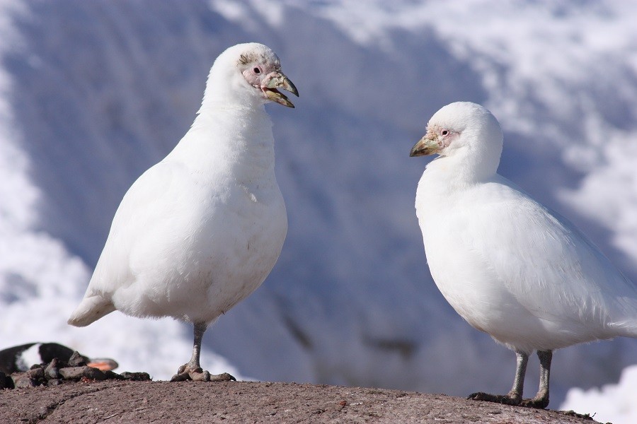 Snowy Sheathbill - Rémi Bigonneau