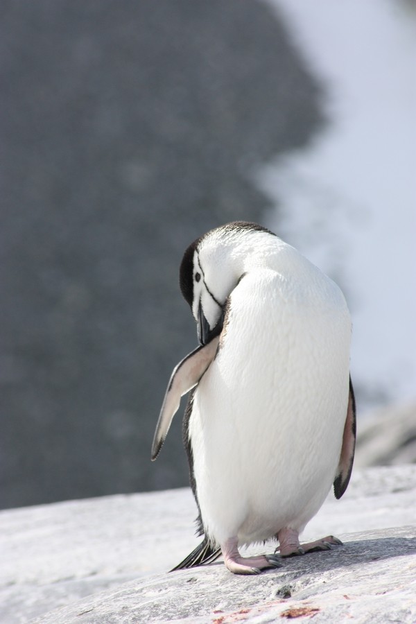 Chinstrap Penguin - ML205899821