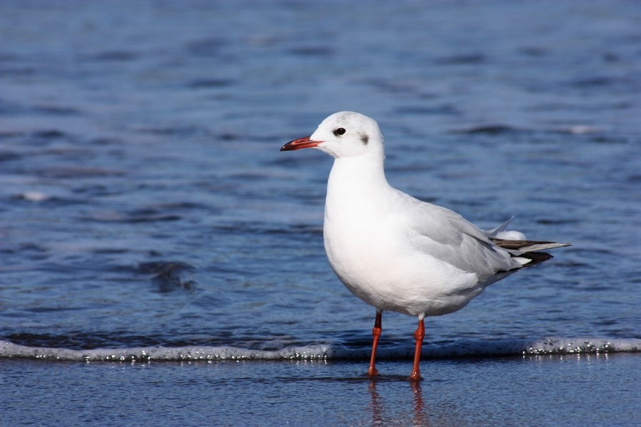 Brown-hooded Gull - ML205899971