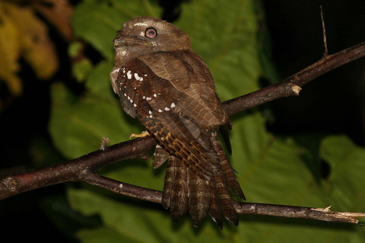 Solomons Frogmouth - ML205900871