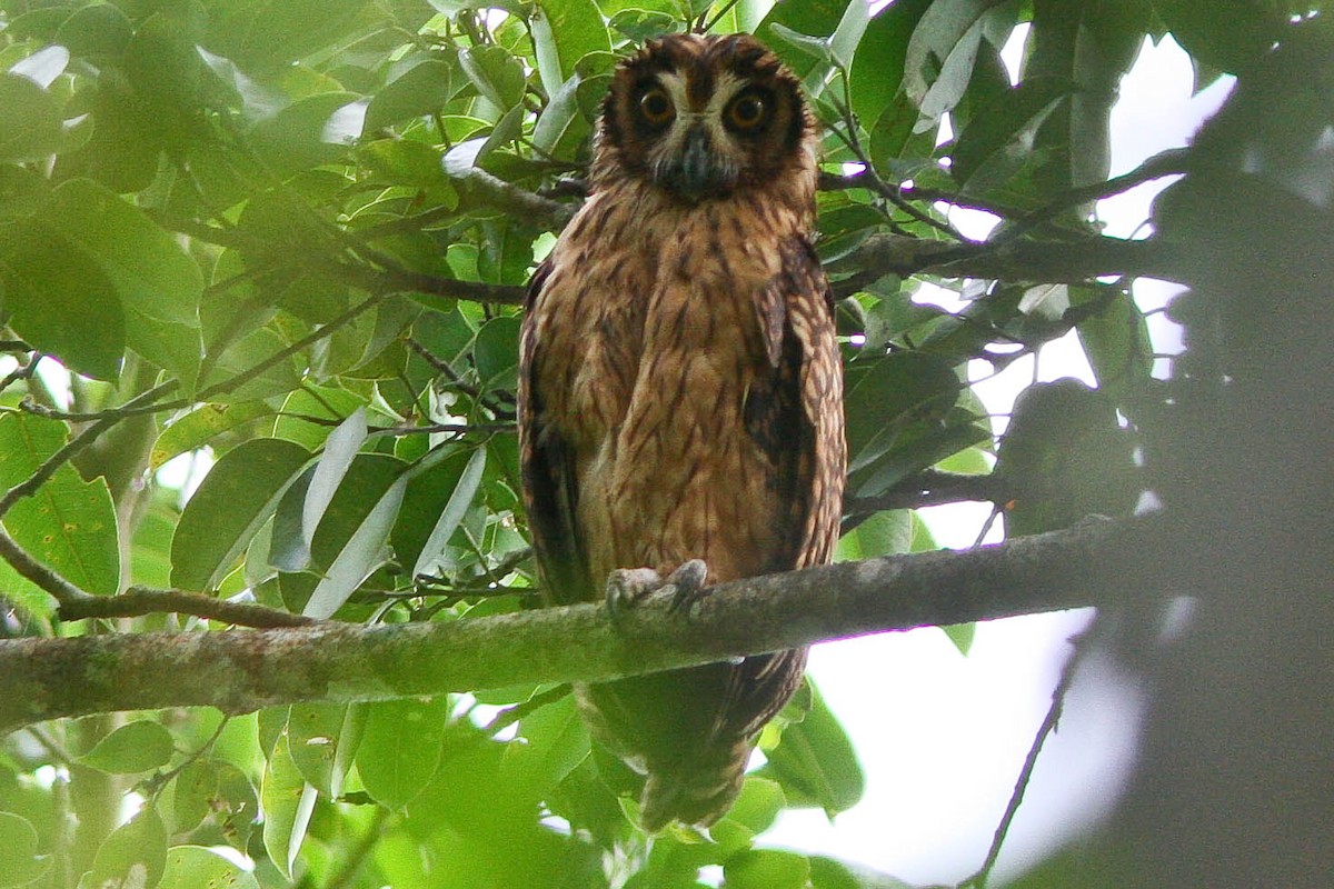 Búho de las Salomón - ML205900881