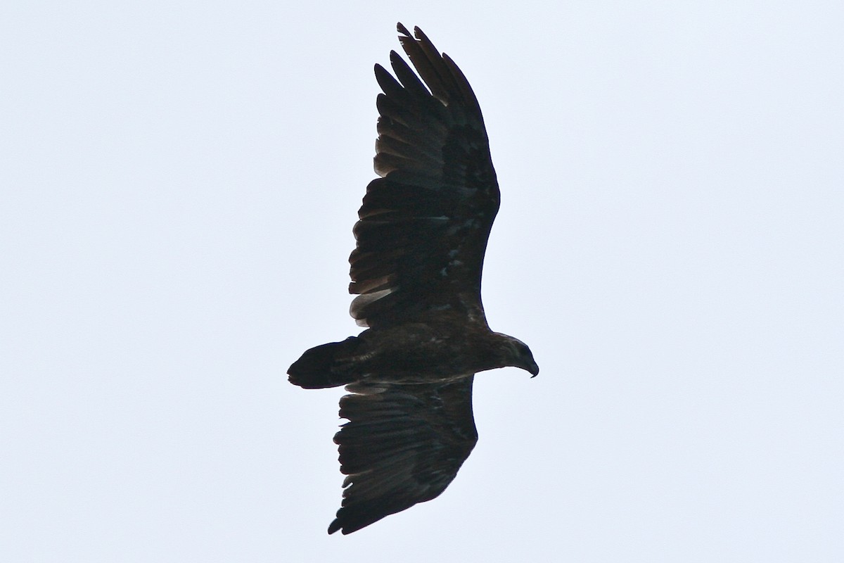 Sanford's Sea-Eagle - ML205900901