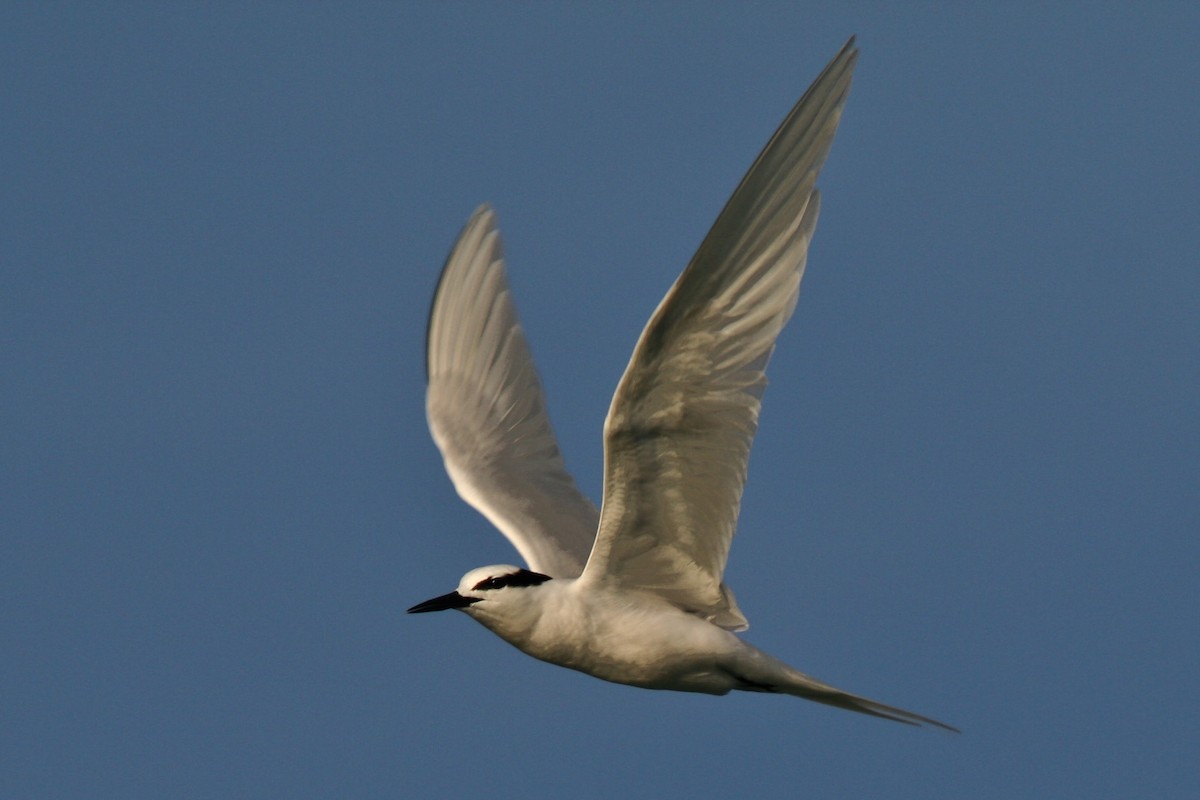 Black-naped Tern - Guy Dutson