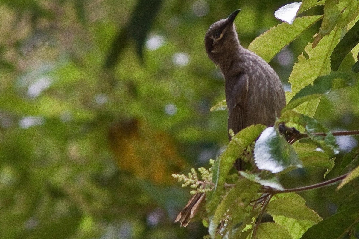 Eungella Honeyeater - ML205900921
