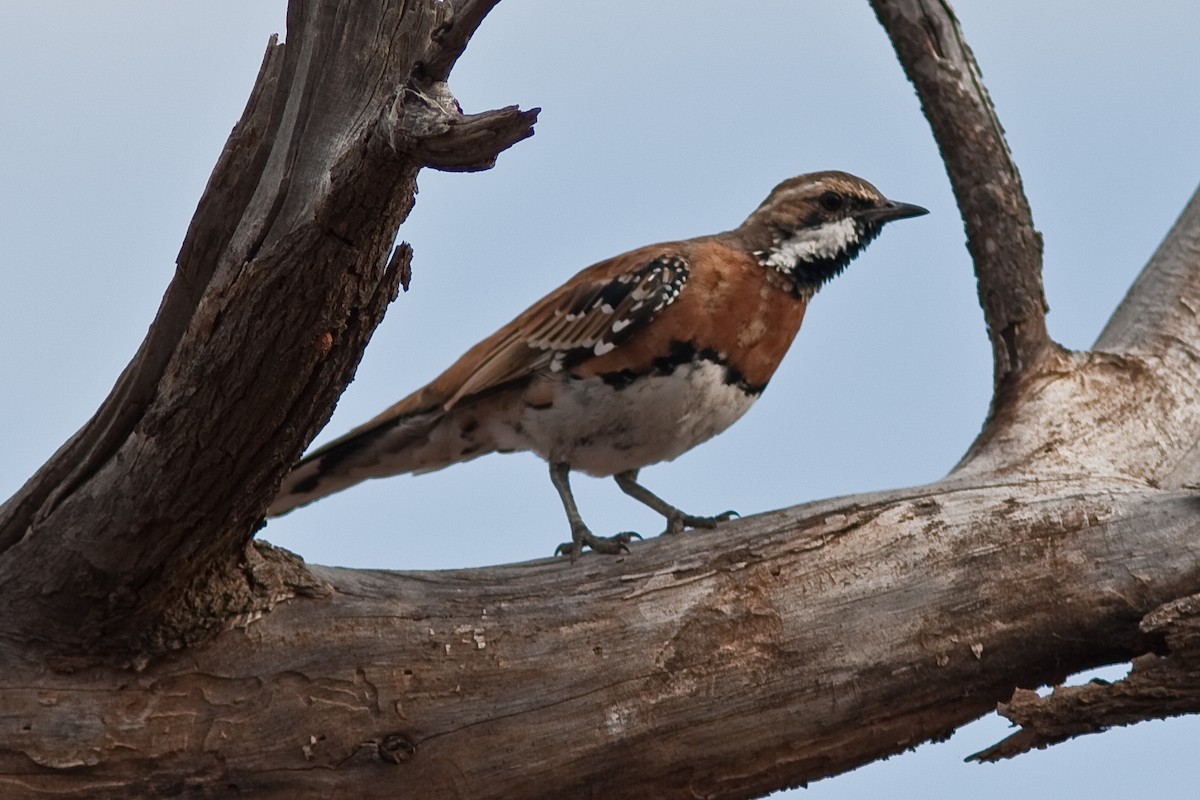 Chestnut-breasted Quail-thrush - Guy Dutson