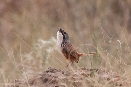 Carpentarian Grasswren - ML205900941