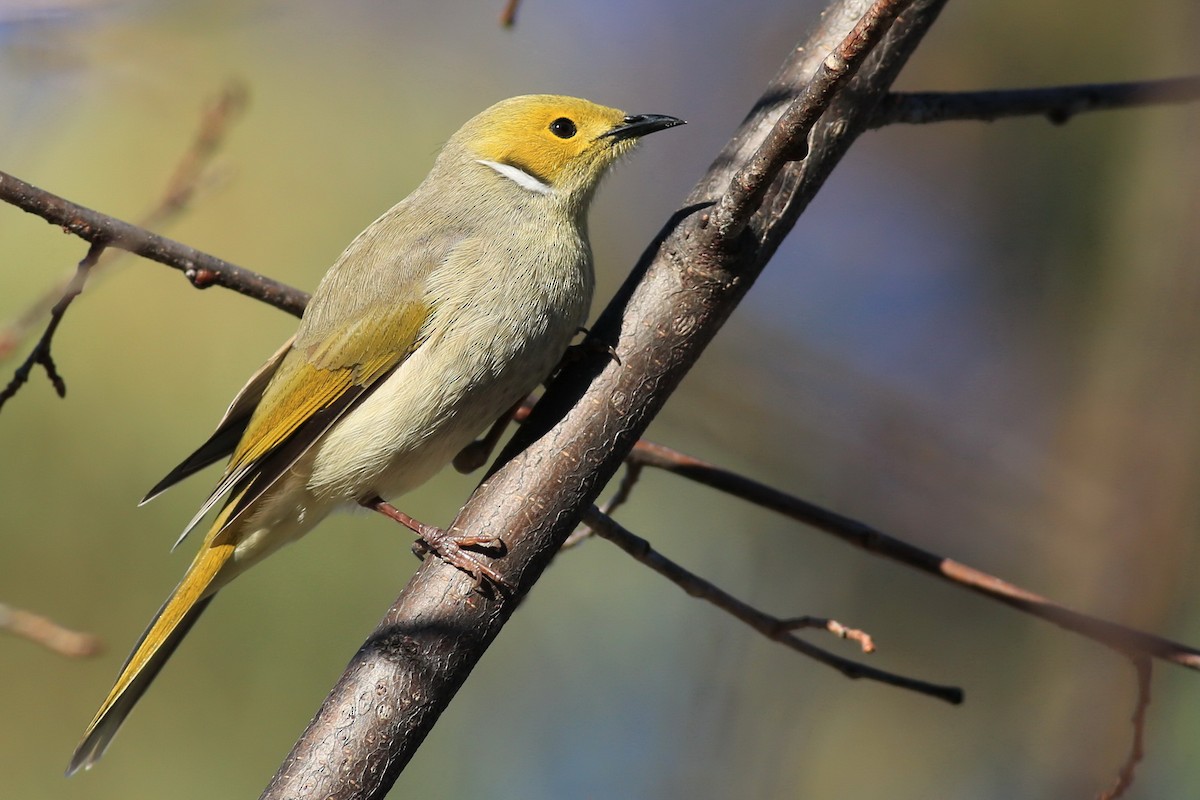 White-plumed Honeyeater - ML205901141