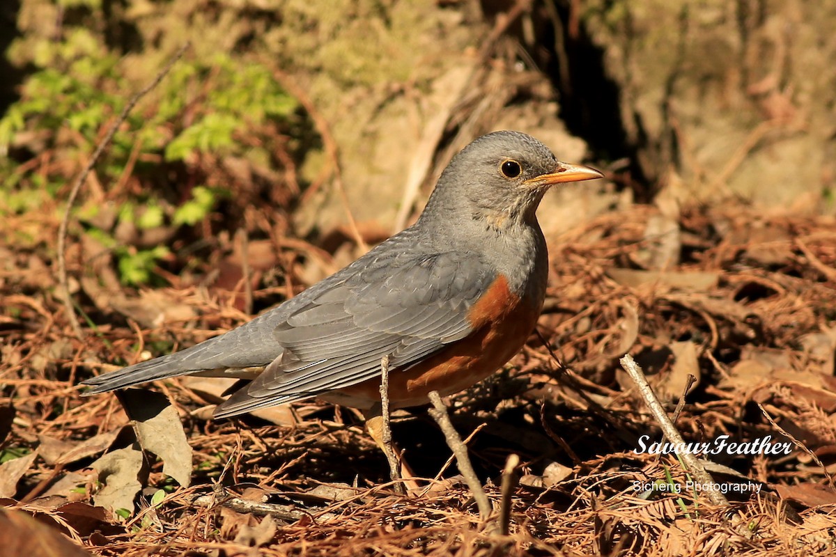 Gray-backed Thrush - ML205901321