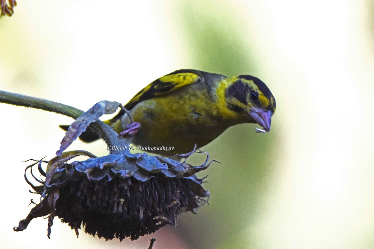 Yellow-breasted Greenfinch - Biplab kumar Mukhopadhyay