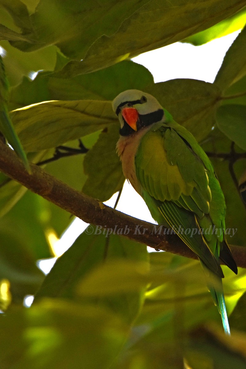 Red-breasted Parakeet - ML205901591