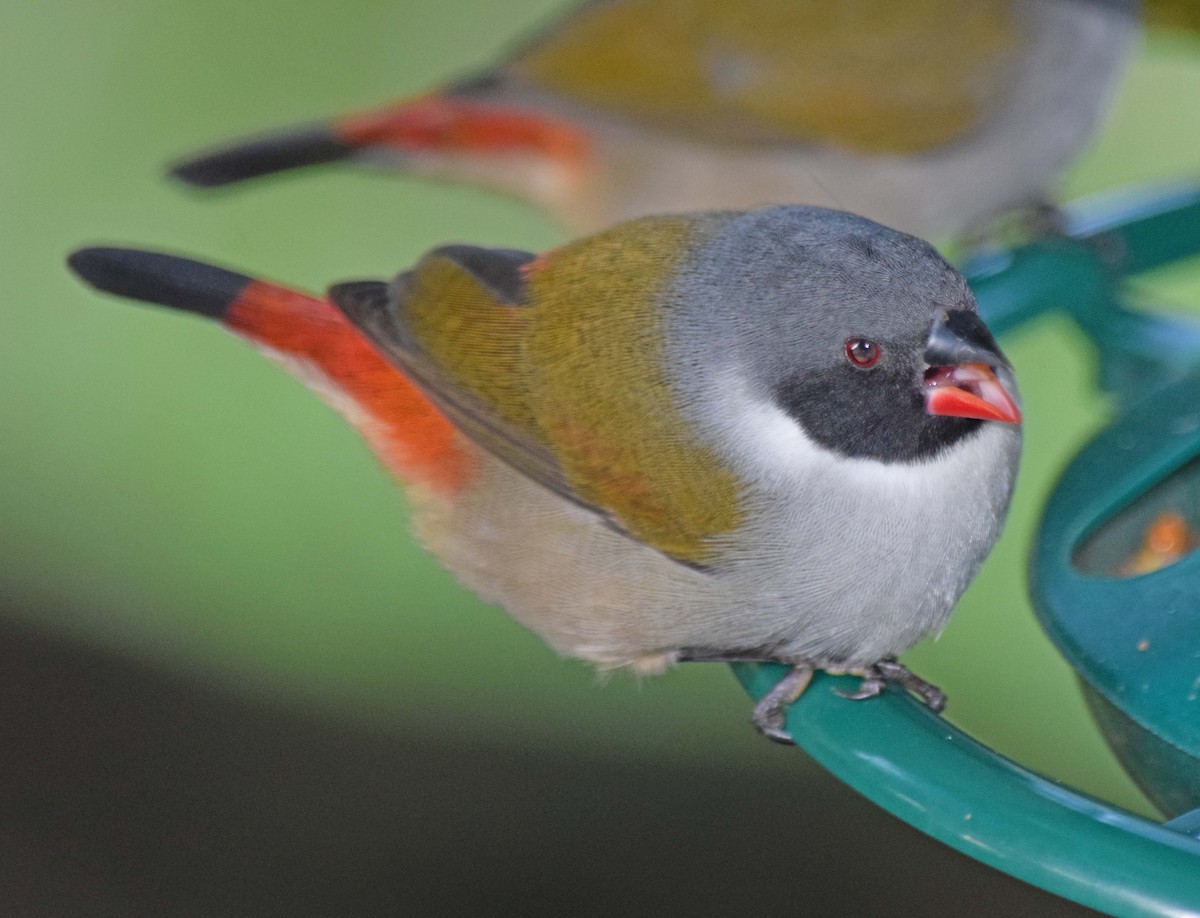 Swee Waxbill - ML20590181