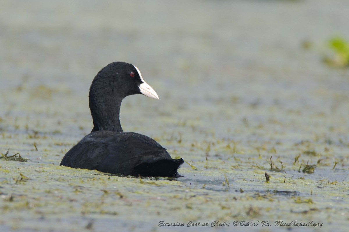 Eurasian Coot - Biplab kumar Mukhopadhyay