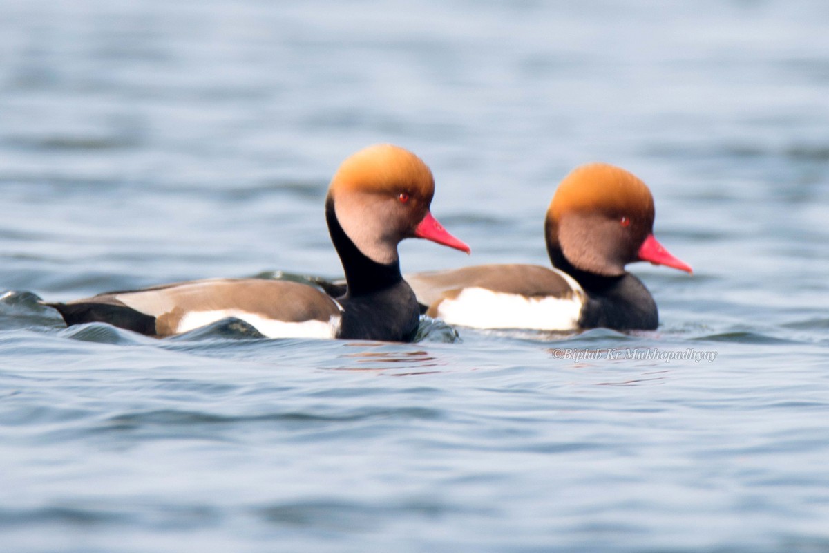 Red-crested Pochard - ML205901881