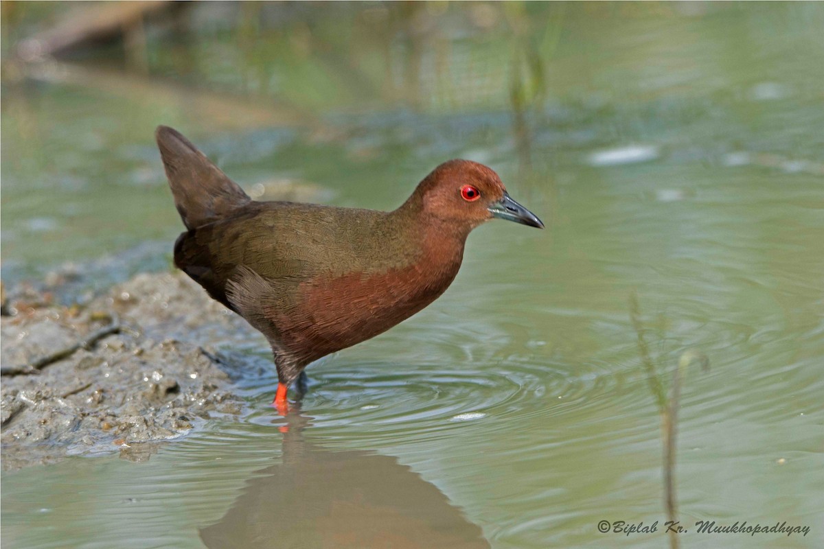 Ruddy-breasted Crake - Biplab kumar Mukhopadhyay