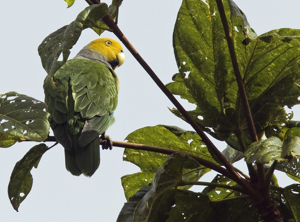 Sarı Başlı Papağan (hyacinthinus) - ML205902061