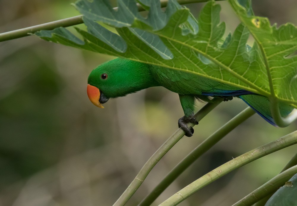 Papuan Eclectus - ML205902071