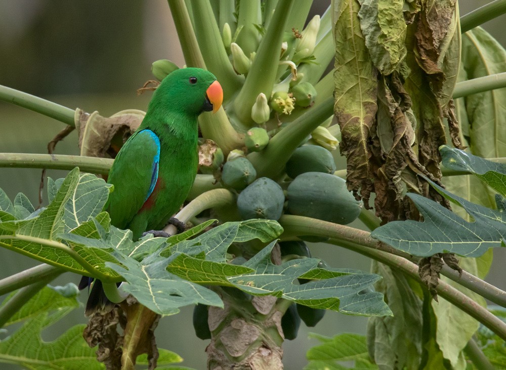 Papuan Eclectus - ML205902081