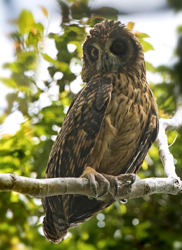 Búho de las Salomón - ML205902141