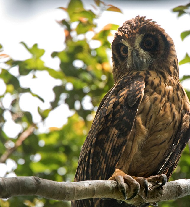 Fearful Owl - ML205902161