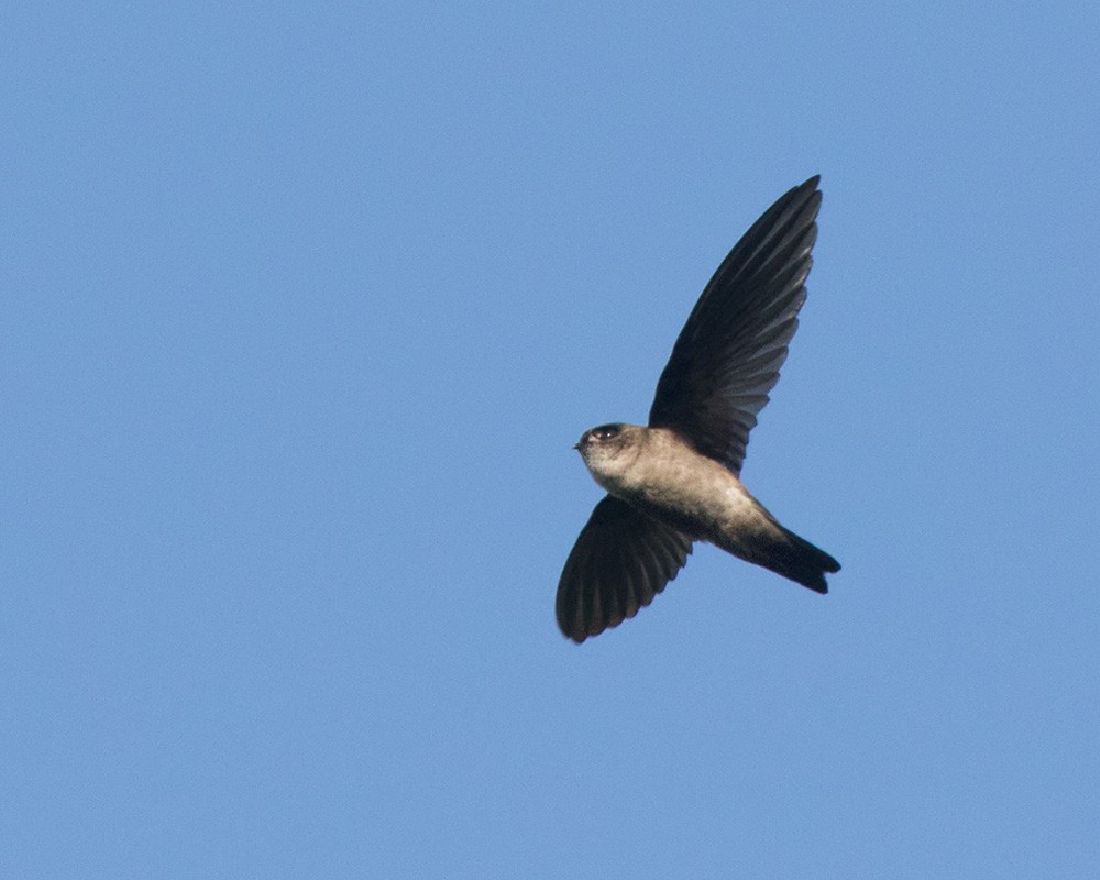 Glossy Swiftlet - Lars Petersson | My World of Bird Photography