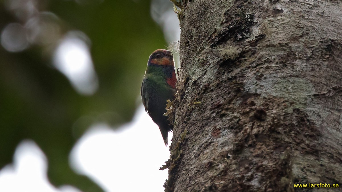 Red-breasted Pygmy-Parrot - ML205902321