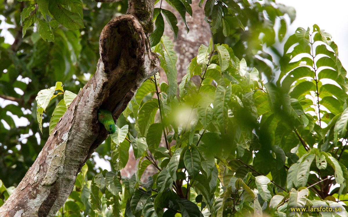 Salvadori İncir Papağanı - ML205902421