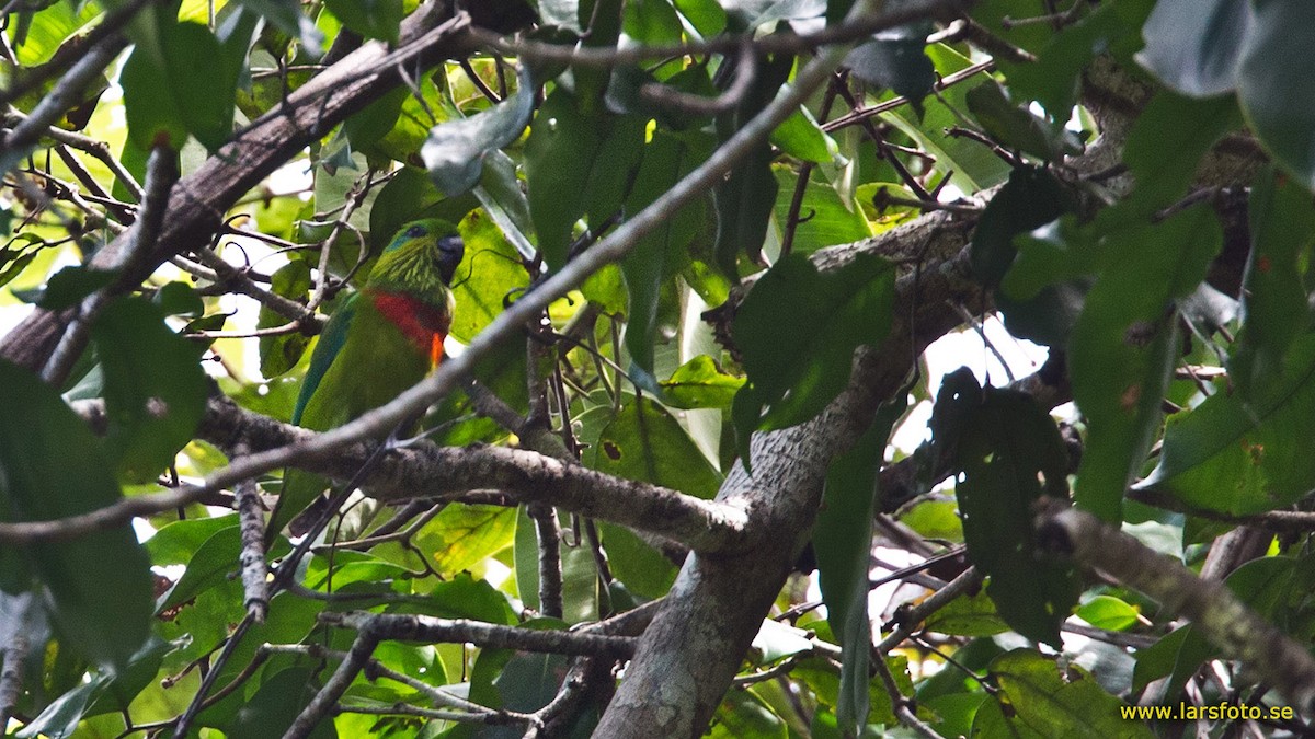 Salvadori's Fig-Parrot - Lars Petersson | My World of Bird Photography