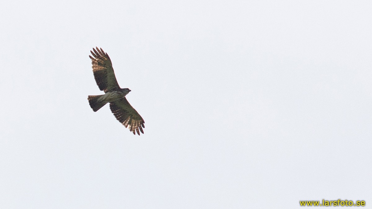 Pygmy Eagle - ML205902551