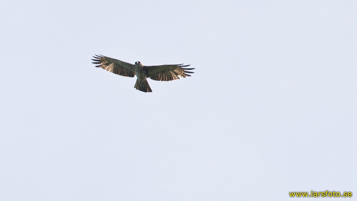 Pygmy Eagle - ML205902561