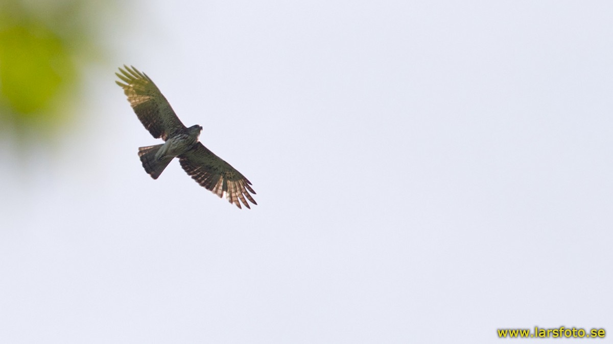 Pygmy Eagle - ML205902571