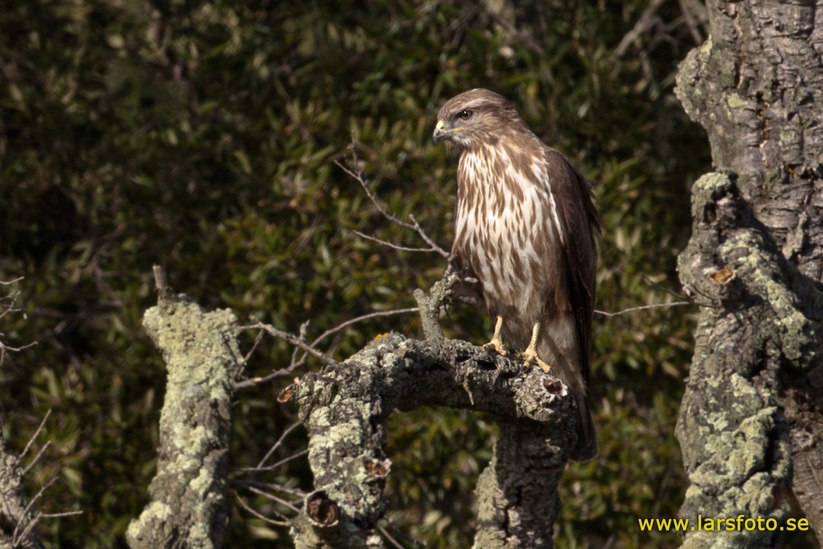 Common Buzzard (Corsican) - ML205902721