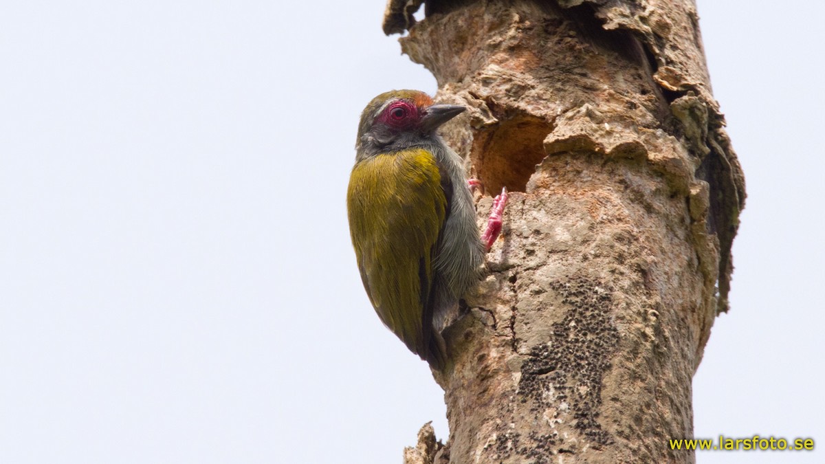 African Piculet - Lars Petersson | My World of Bird Photography