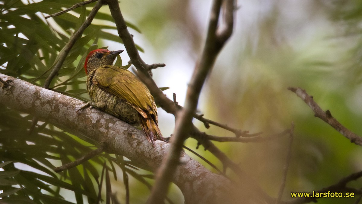 Green-backed Woodpecker (Plain-backed) - Lars Petersson | My World of Bird Photography