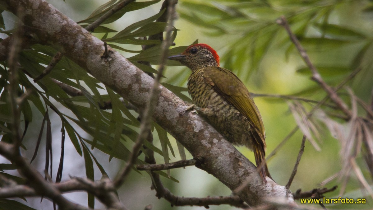 Green-backed Woodpecker (Plain-backed) - ML205902891