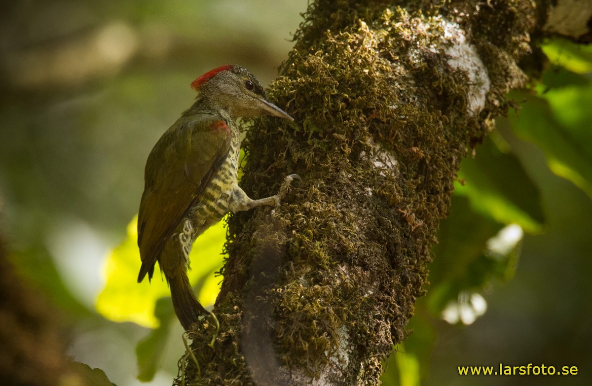 Tullberg's Woodpecker - ML205902901