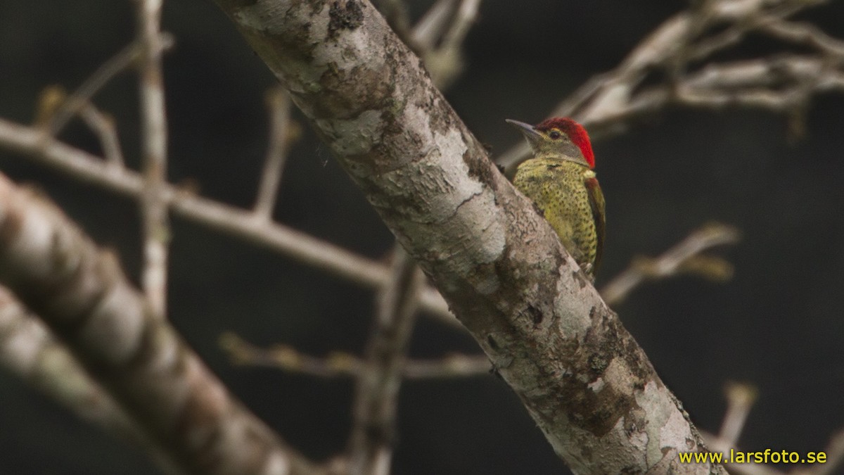 Tullberg's Woodpecker - ML205902911