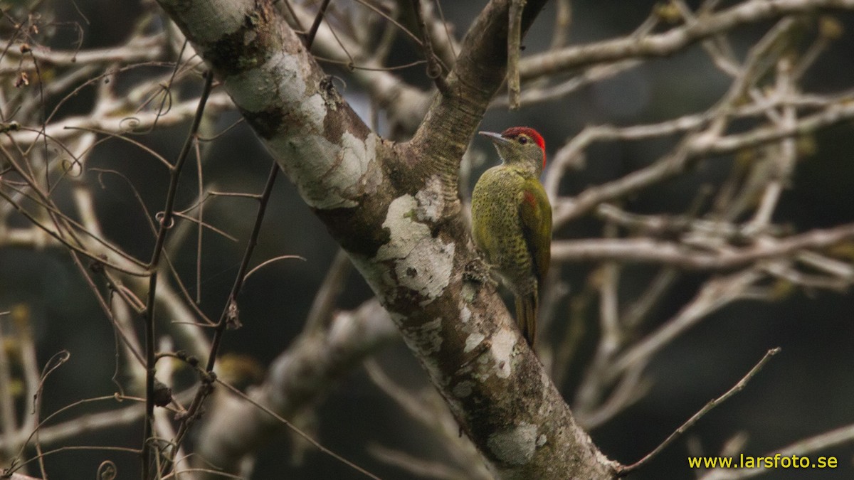 Tullberg's Woodpecker - Lars Petersson | My World of Bird Photography