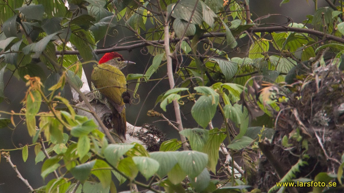 Tullberg's Woodpecker - ML205902931