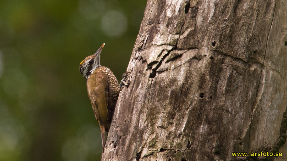 Golden-crowned Woodpecker - Lars Petersson | My World of Bird Photography
