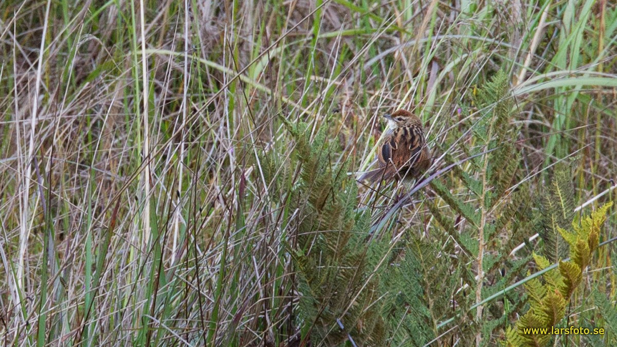 Papuan Grassbird - Lars Petersson | My World of Bird Photography